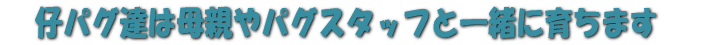 pOB͎RɐĂ܂B 